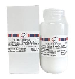 10×BN轉膜緩沖液